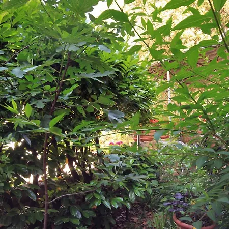 By The Sea Artatore, Losinj - 2509 Apartament *